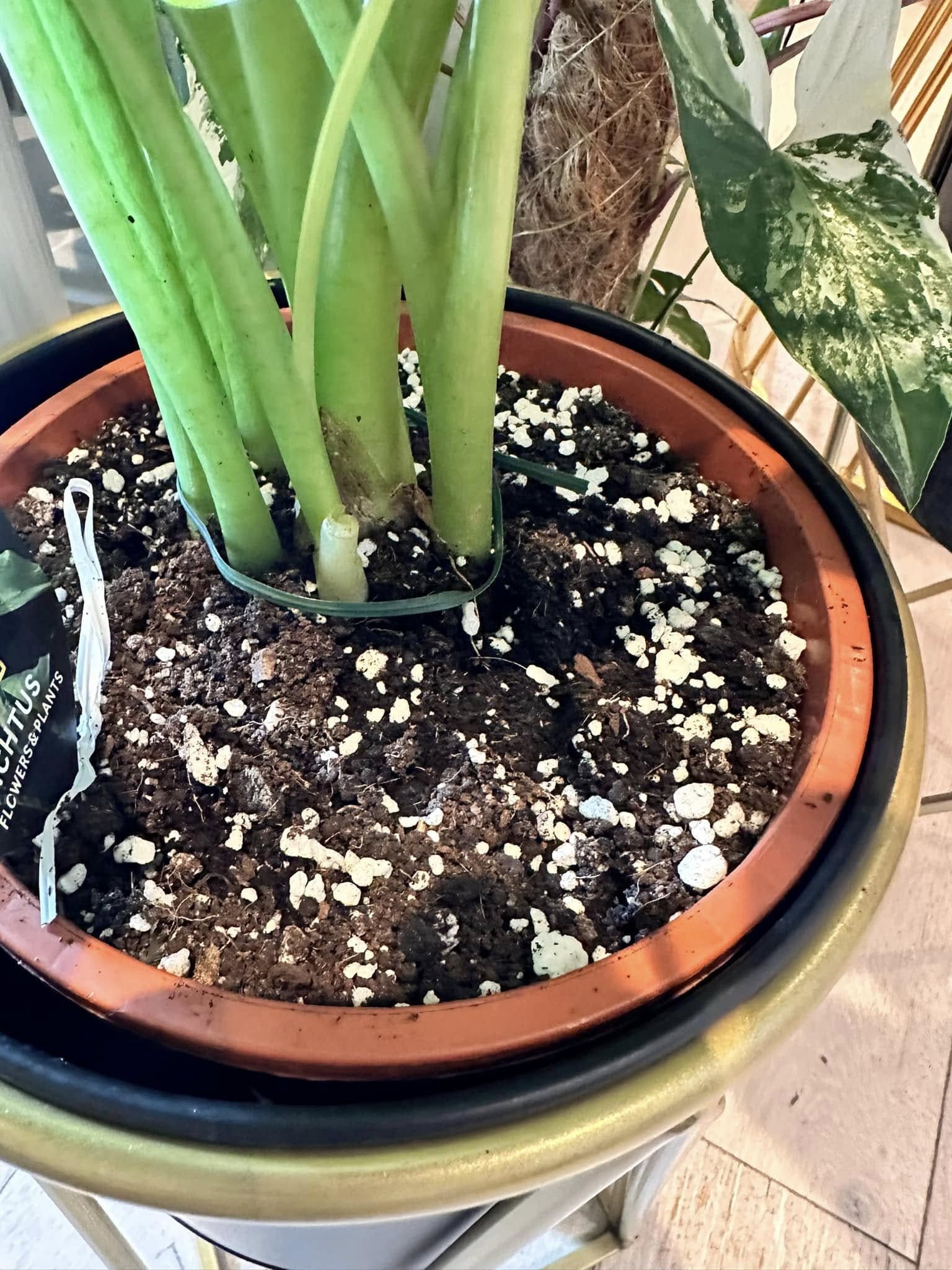 How to Keep Alocasia Green Velvet Leaves Healthy and Vibrant