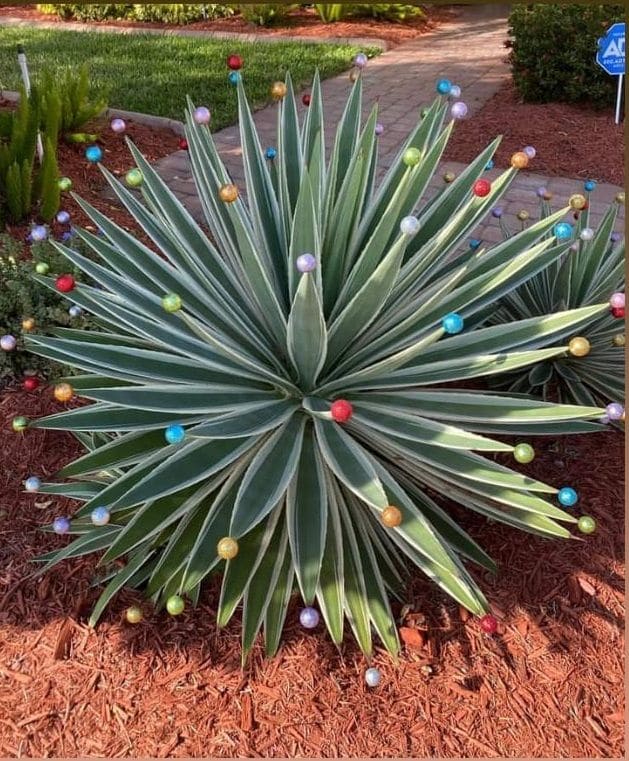 Festive Agave with Christmas Ornaments