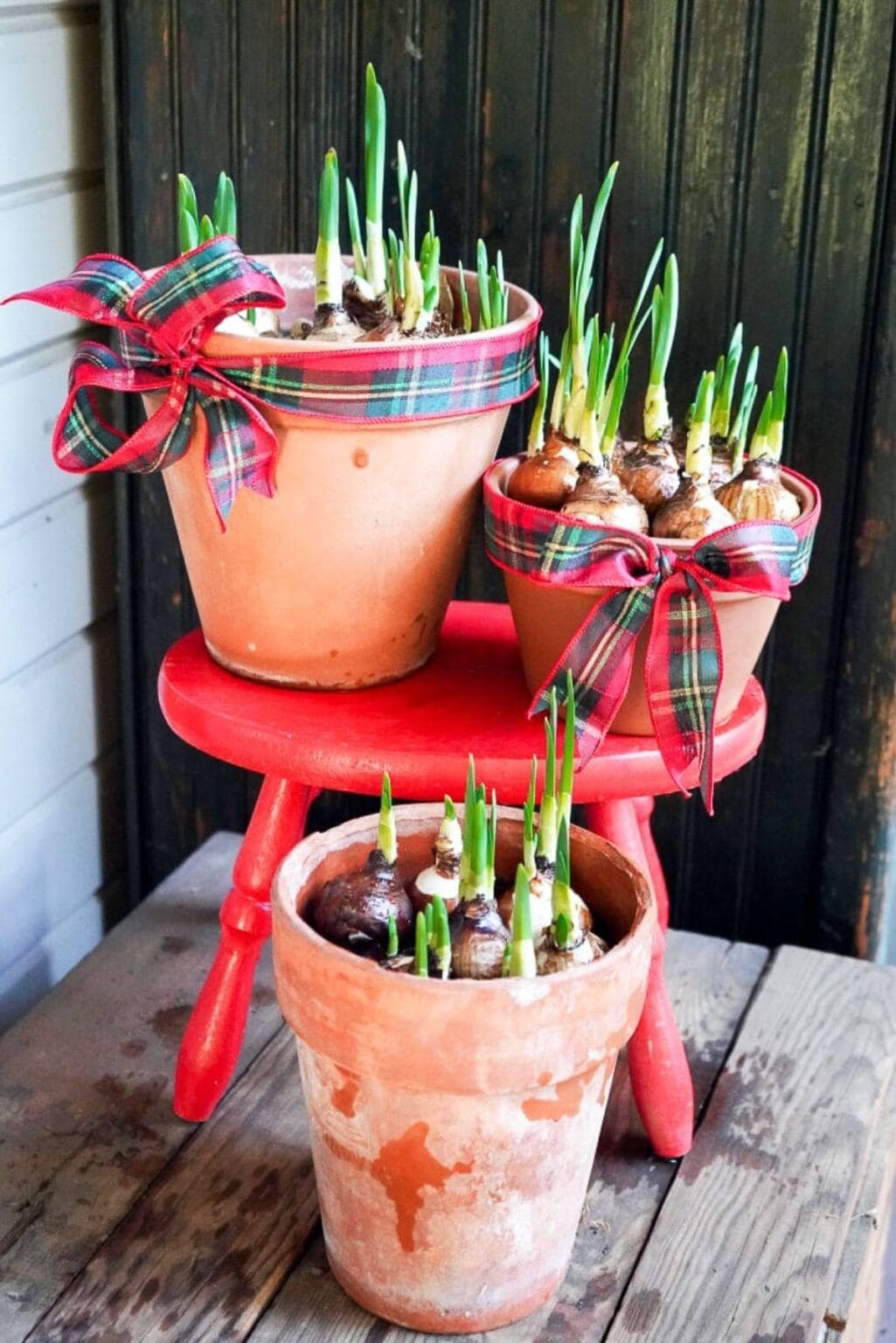 Festive Bulb Planters with Plaid Bows