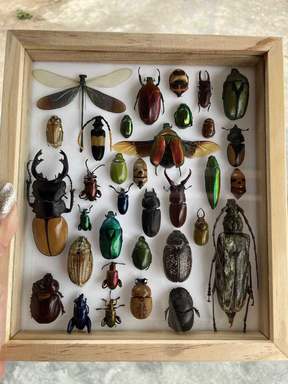 Framed Insect Collection Display