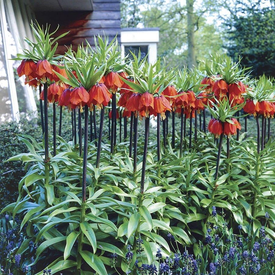 10 Best Bulbs You Can Plant in Fall