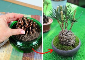 How to Grow a Tiny Pine Tree from a Pine Cone