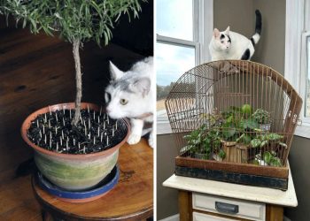 8 Smart Ways to Keep Cats Out of Your Houseplants