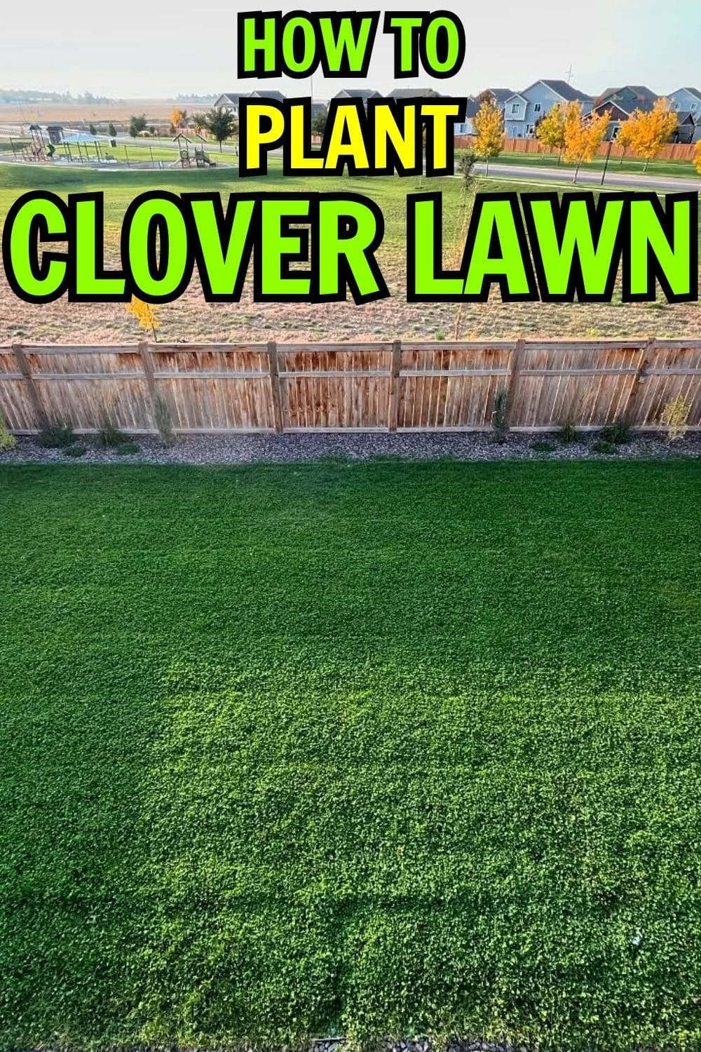The Complete Guide to Clover Lawns: Benefits, Care, and How to Plant One
