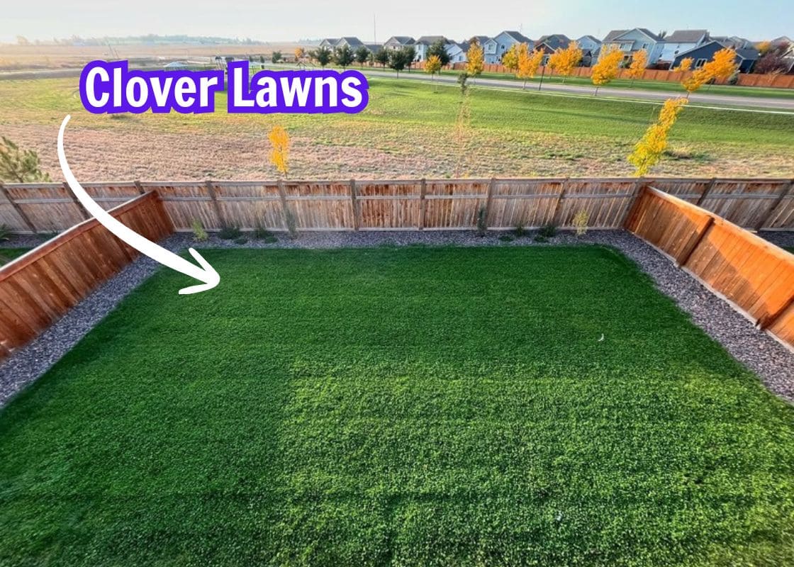 The Complete Guide to Clover Lawns: Benefits, Care, and How to Plant One