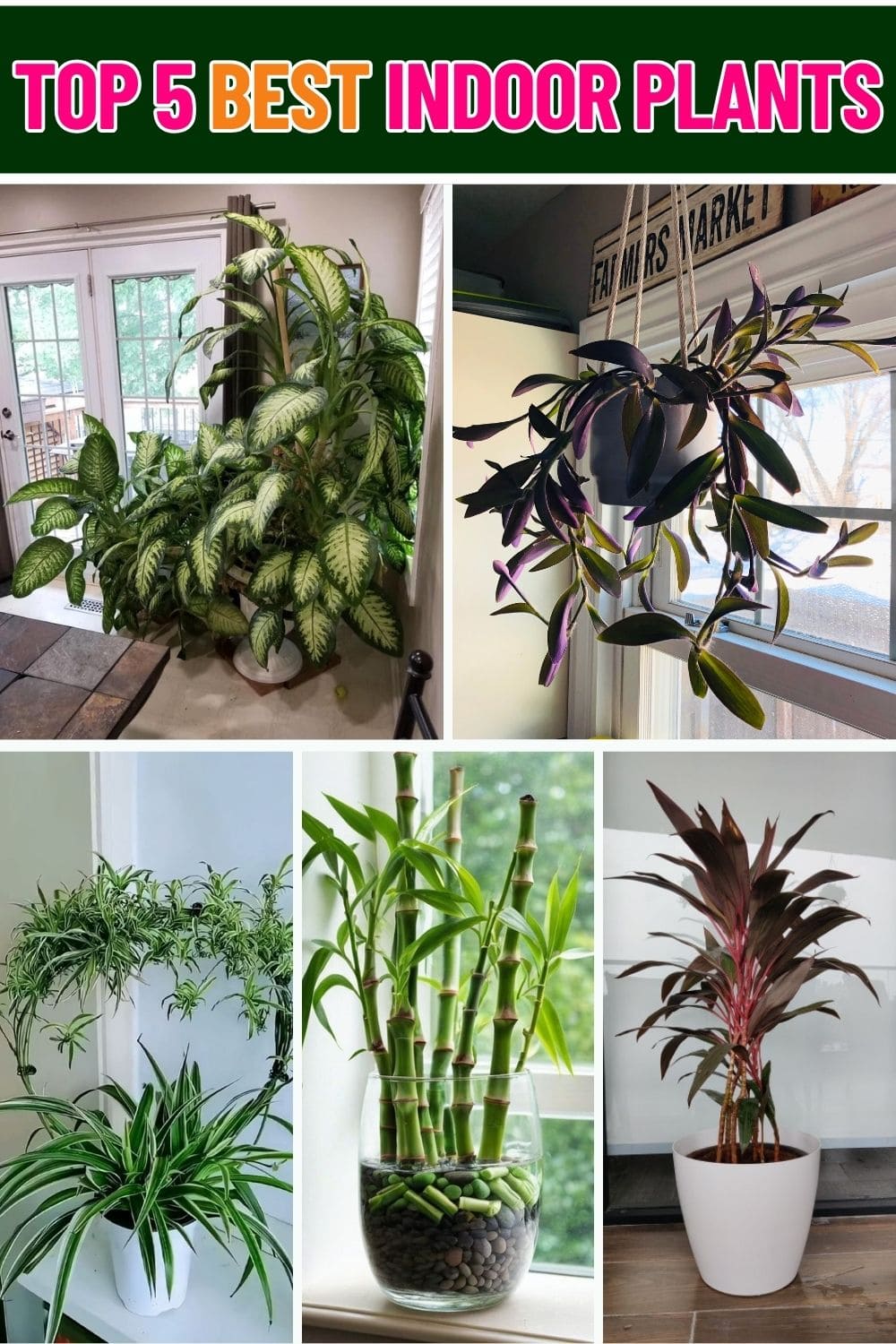 Brighten Up Your Home with the Top 5 Best Indoor Plants