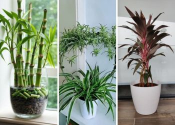 Brighten Up Your Home with the Top 5 Best Indoor Plants