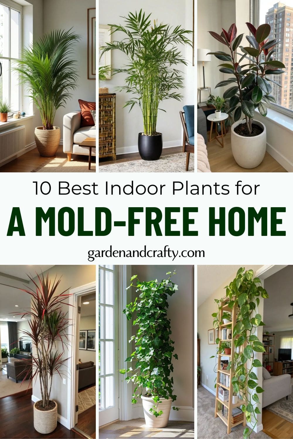 10 Best Indoor Plants for a Mold-Free Home