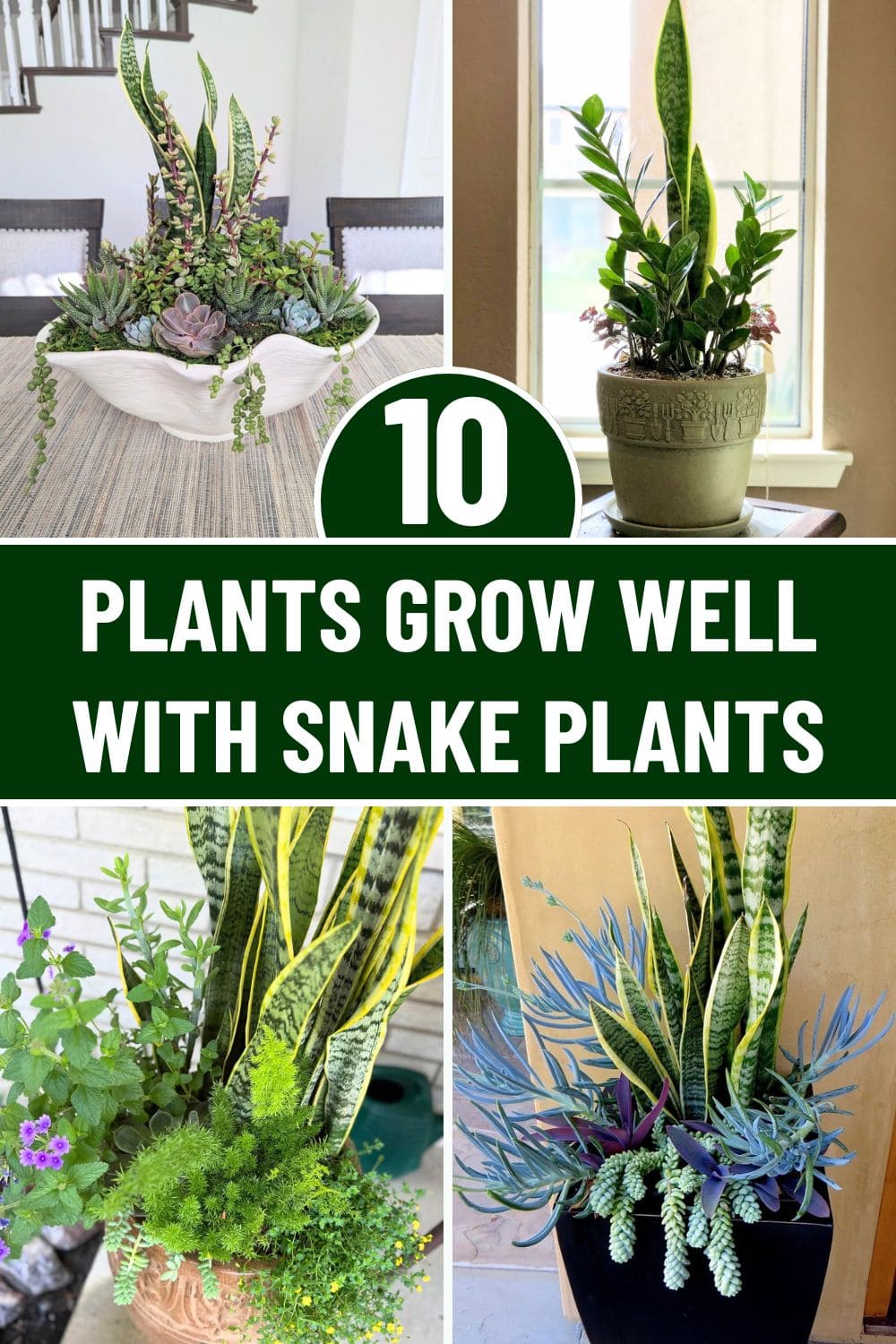 10 Best Plants That Grow Well with Snake Plants