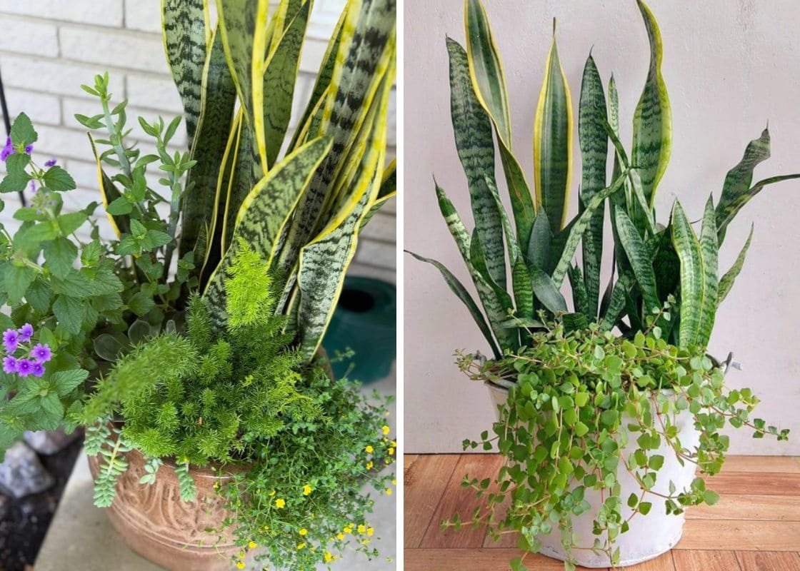 10 Best Plants That Grow Well with Snake Plants