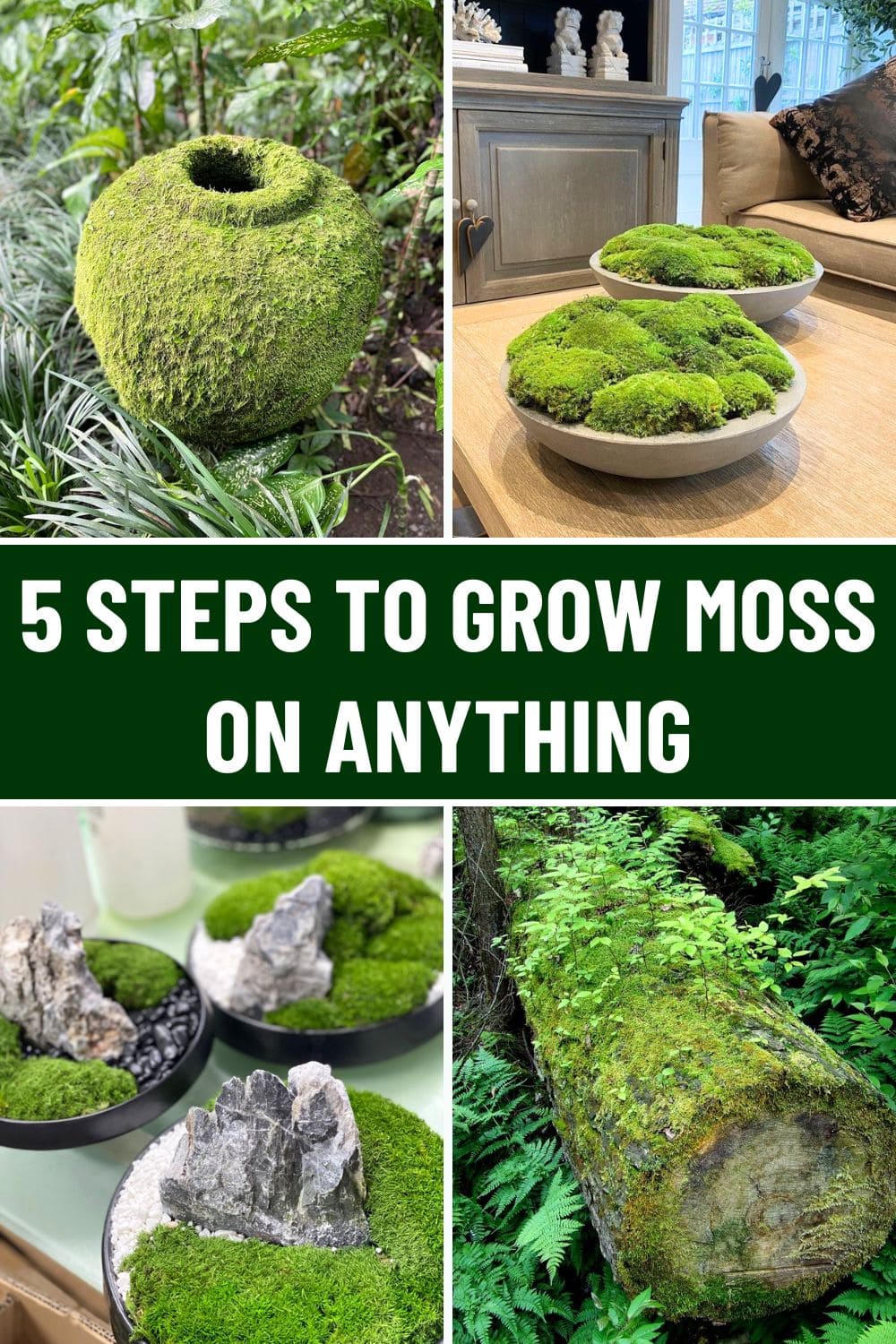 5 Steps to Grow Moss on Anything
