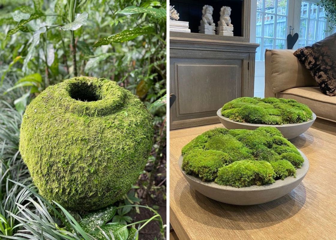 5 Steps to Grow Moss on Anything