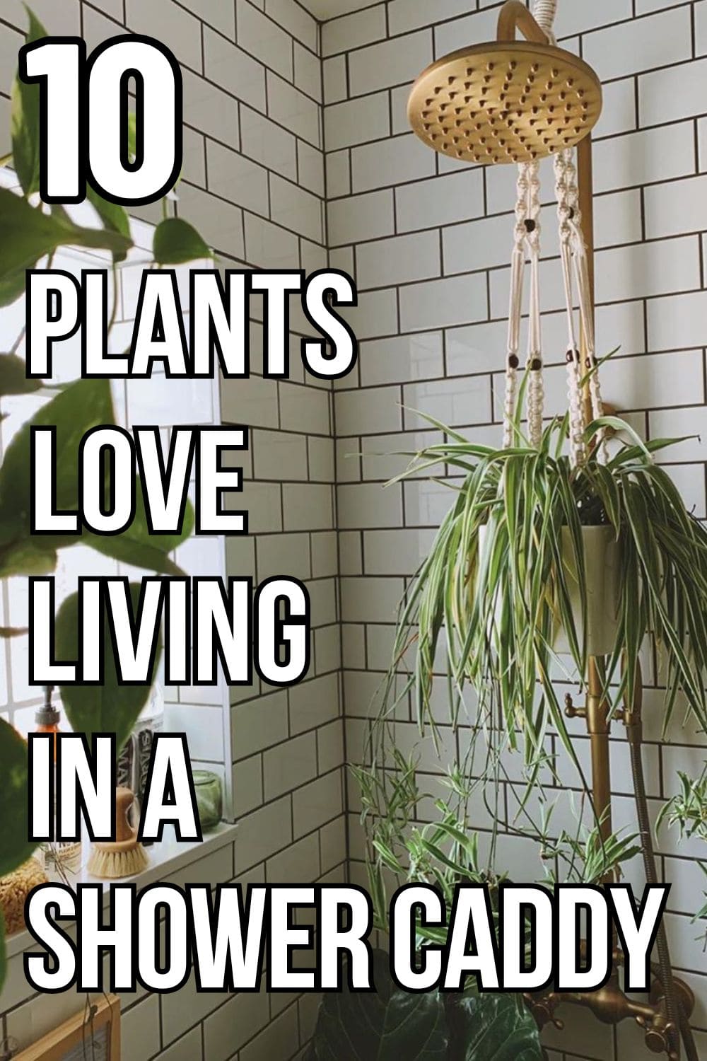 10 Plants That Love Living in a Shower Caddy