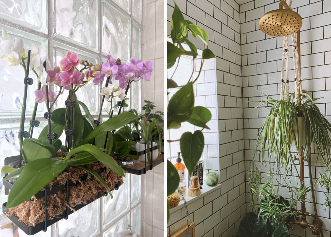 10 Plants That Love Living in a Shower Caddy