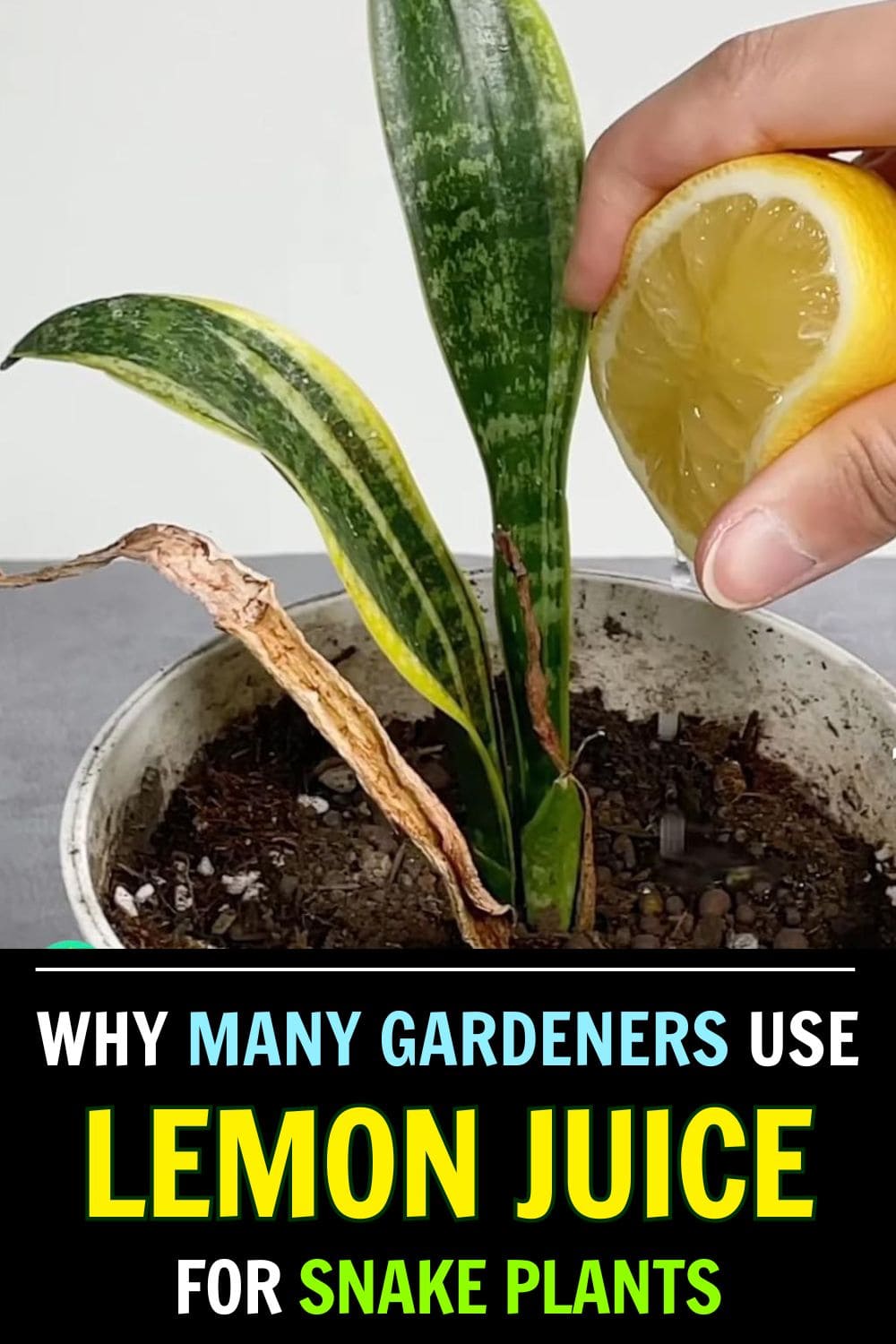 Why Gardeners Use Lemon Juice on Snake Plants