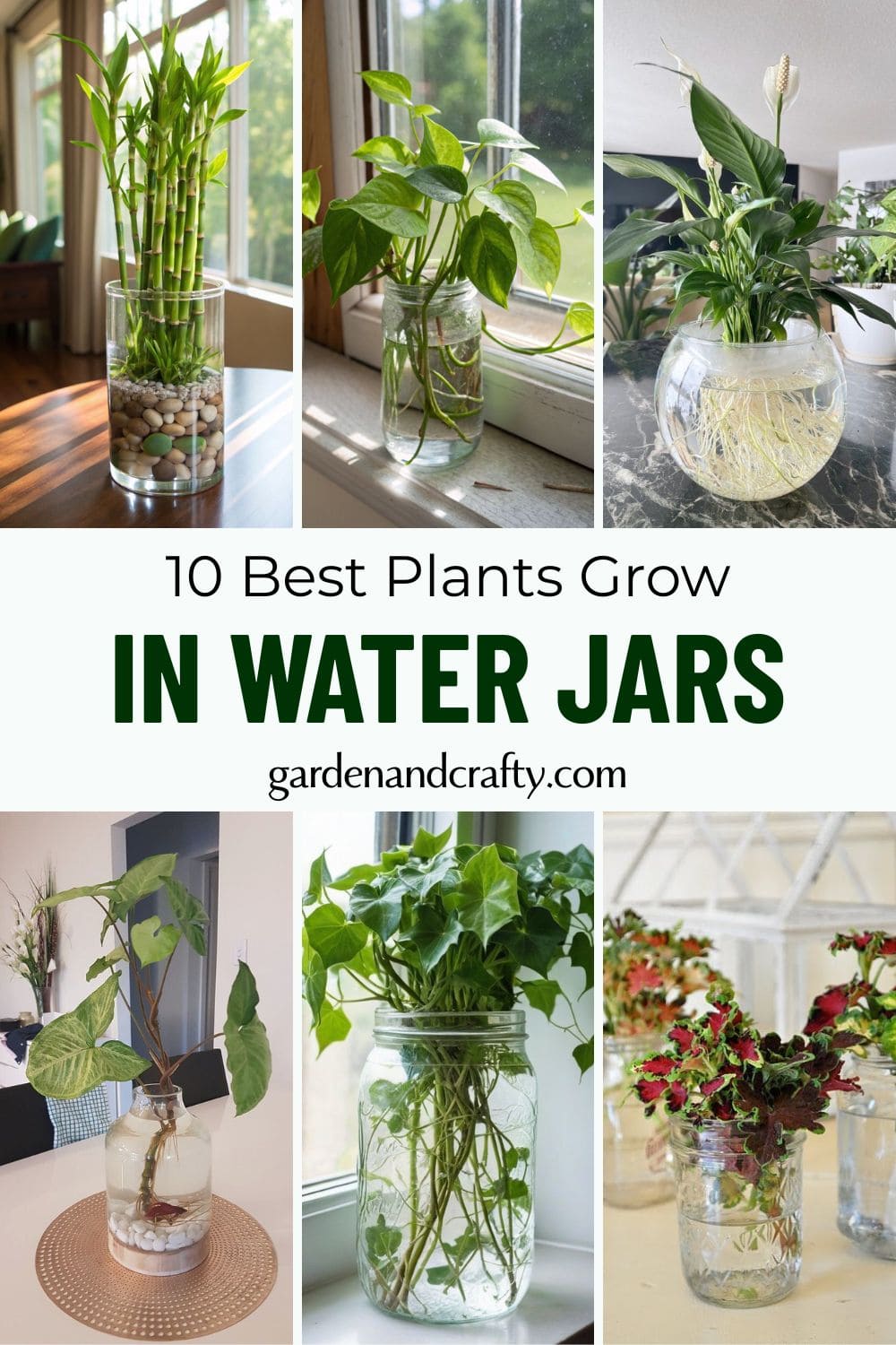 10 Plants That Grow Beautifully in Water Jars
