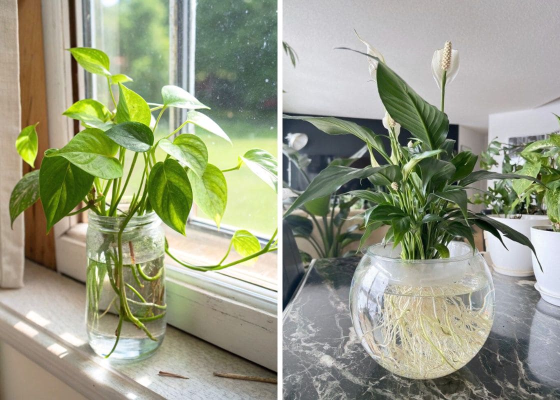 10 Plants That Grow Beautifully in Water Jars