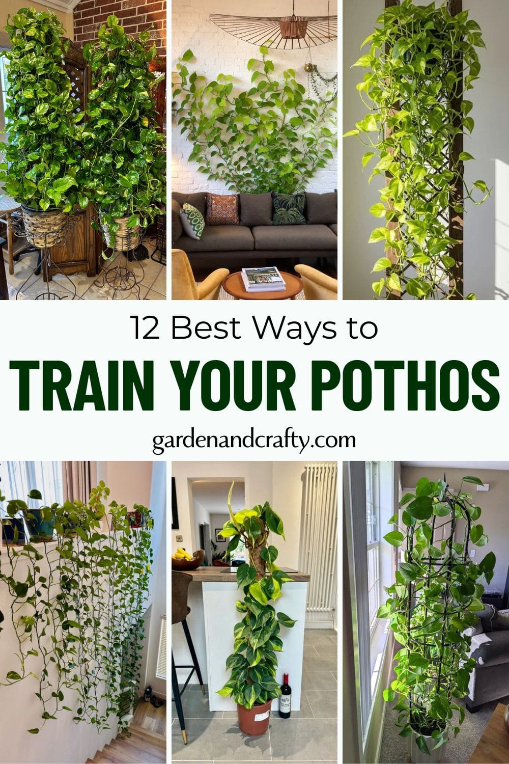 12 Gorgeous Ideas for Training Pothos Plants at Home