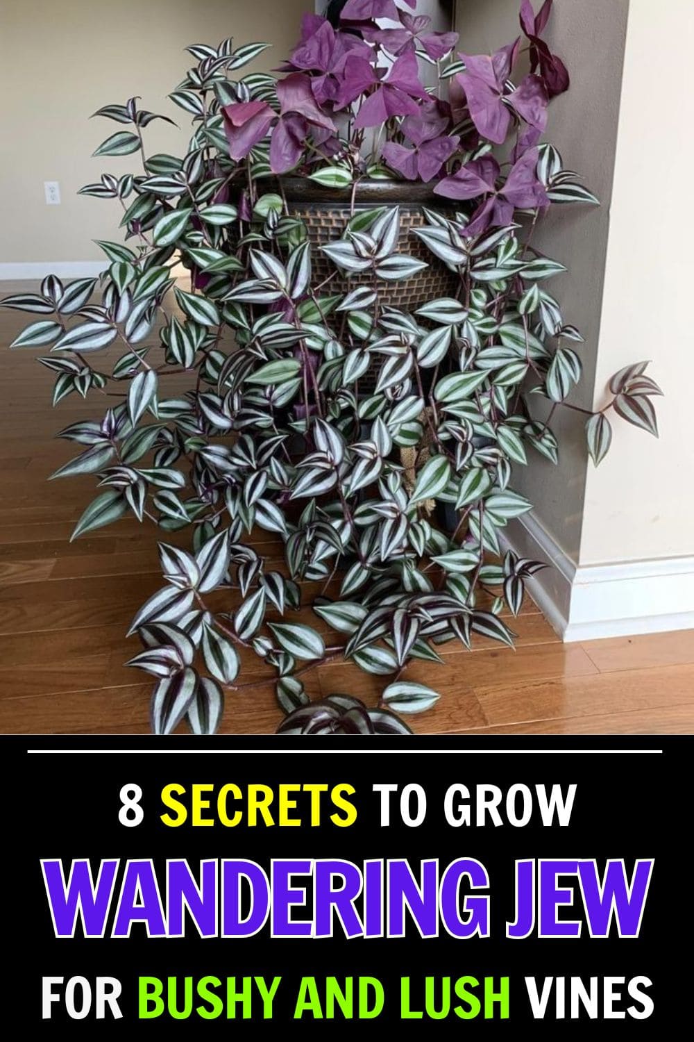 8 Secrets to Grow a Bushy Wandering Jew Plant