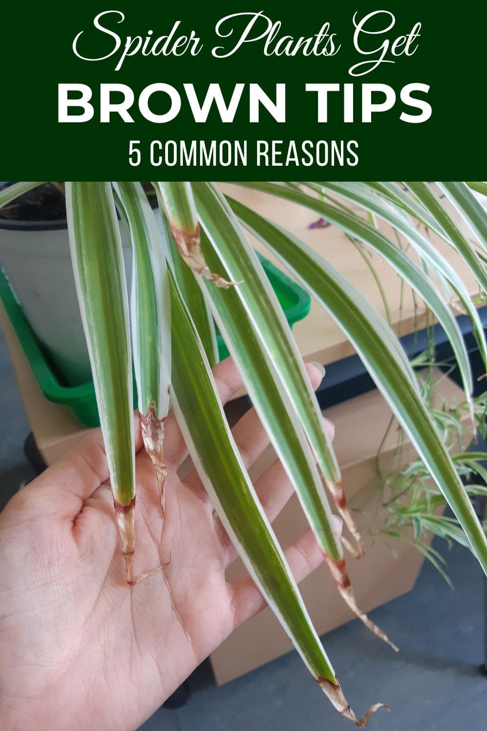 5 Reasons Spider Plants Get Brown Tips and How to Fix Them