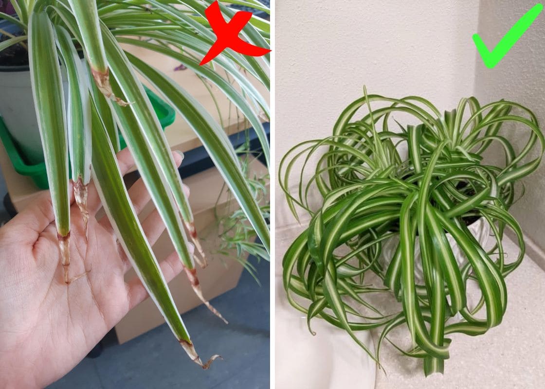 5 Reasons Spider Plants Get Brown Tips and How to Fix Them 5 Reasons Spider Plants Get Brown Tips and How to Fix Them