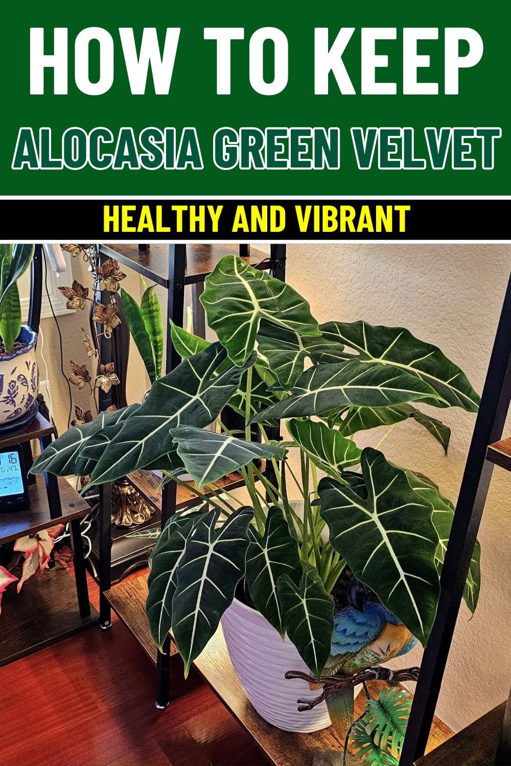 How to Keep Alocasia Green Velvet Leaves Healthy and Vibrant