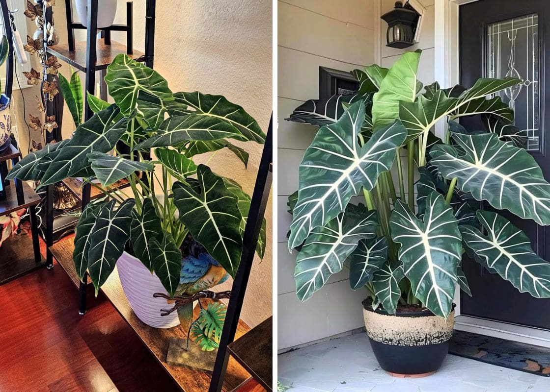 How to Keep Alocasia Green Velvet Leaves Healthy and Vibrant