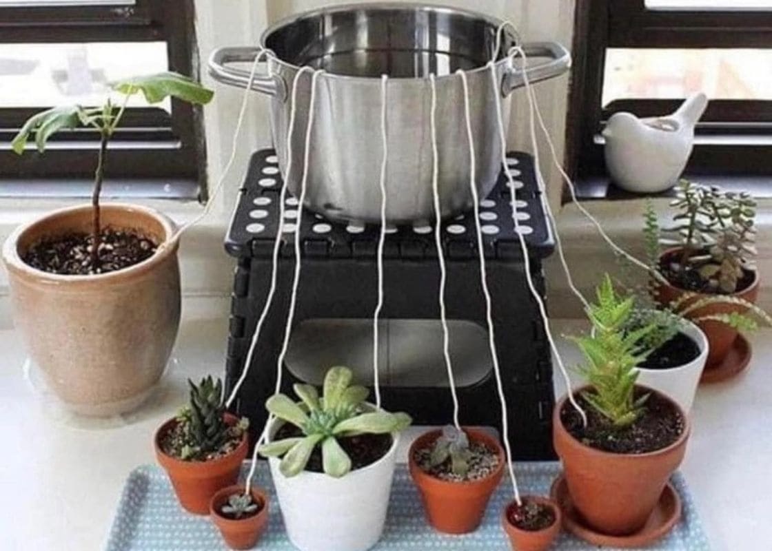 Here’s the Best Way to Water Plants When on Vacation