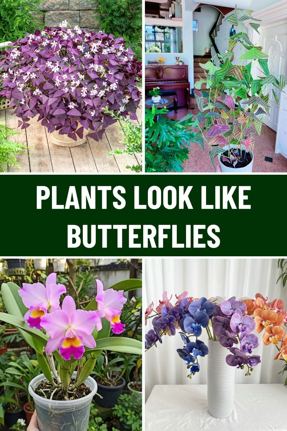4 Stunning Plants That Look Like Butterflies