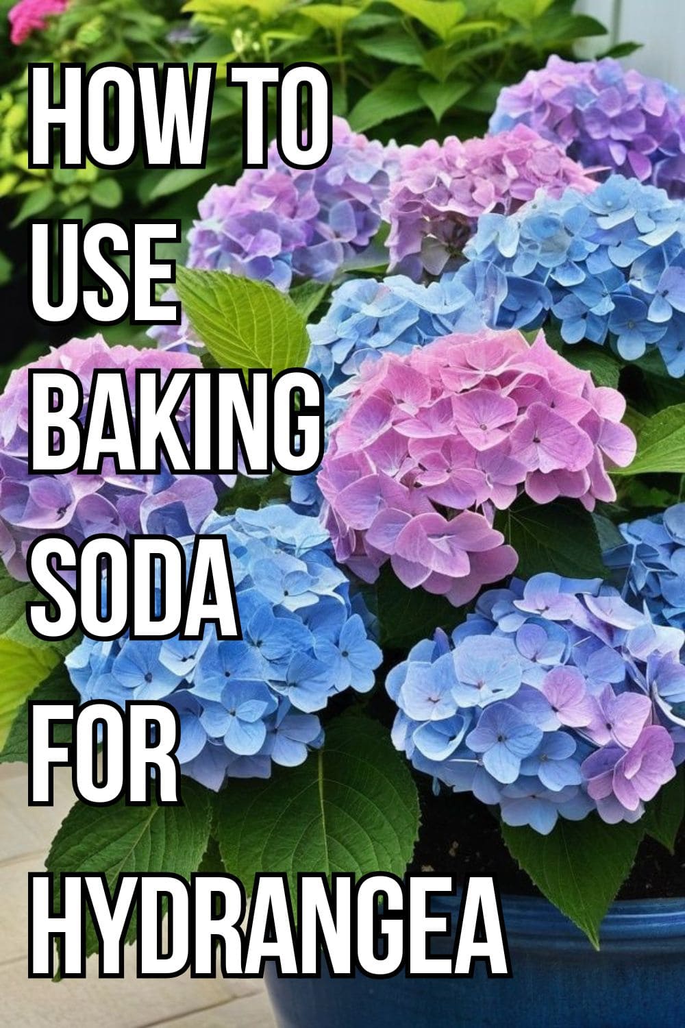 Why Baking Soda Is the Secret Best Friend of Hydrangea Gardeners