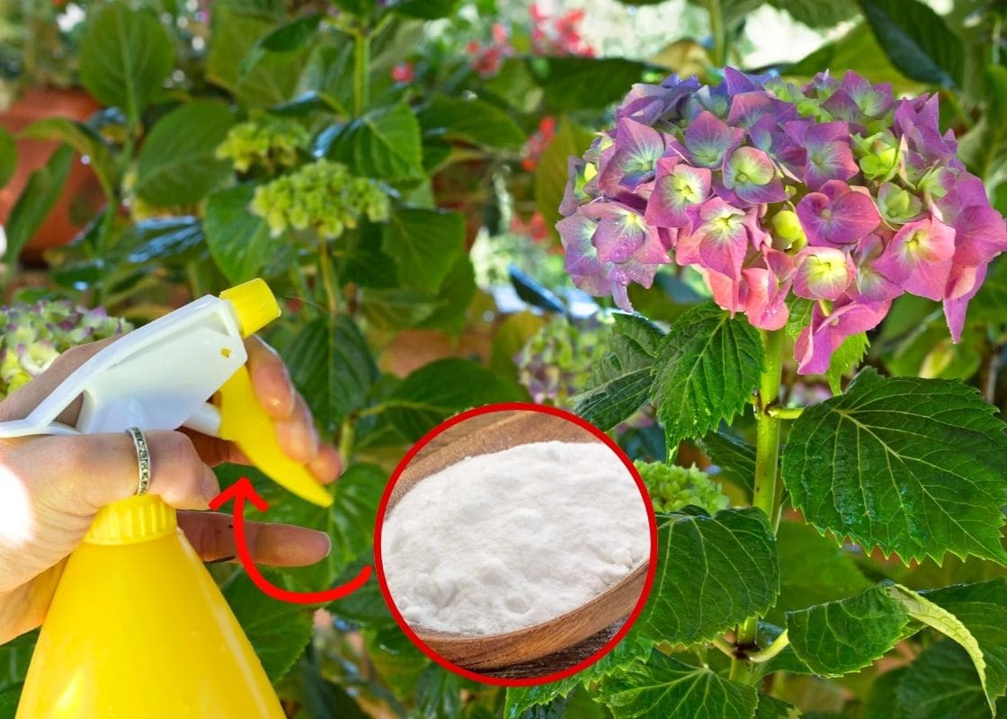 Why Baking Soda Is the Secret Best Friend of Hydrangea Gardeners