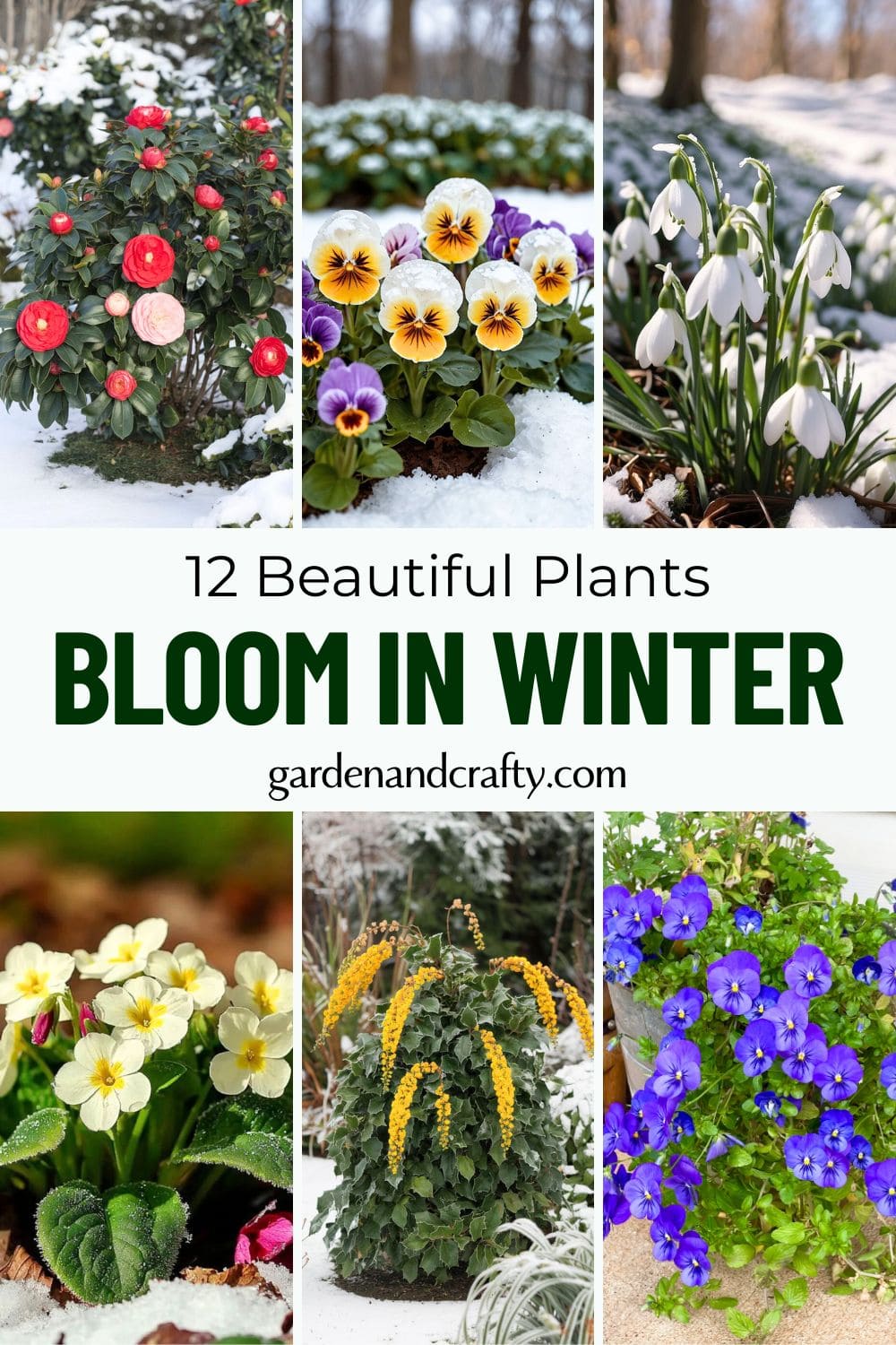 12 Stunning Winter Plants That Bloom Brightly in the Cold