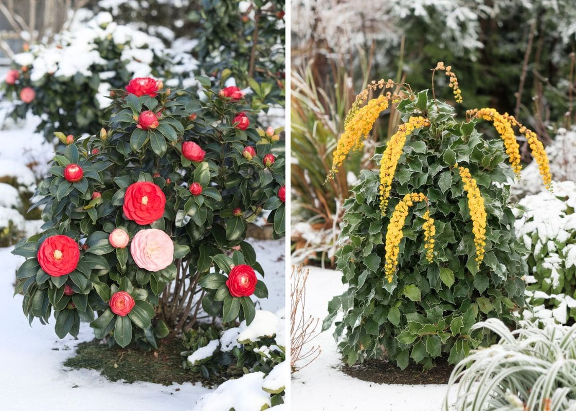 12 Stunning Winter Plants That Bloom Brightly in the Cold