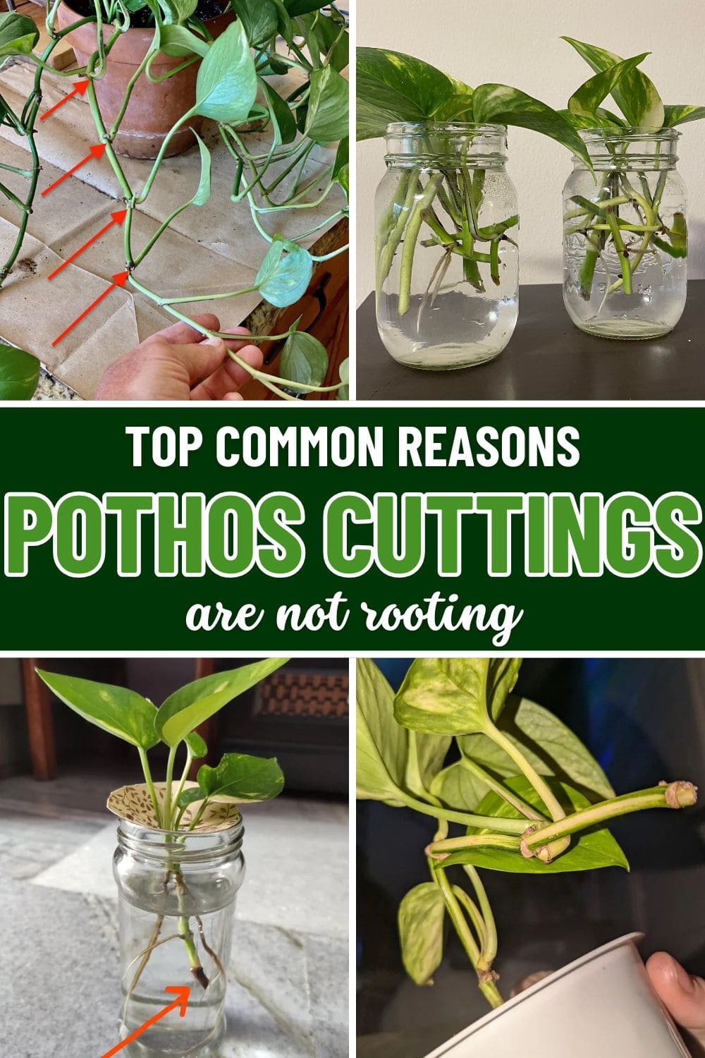 Why Your Pothos Cuttings Aren’t Rooting and How to Fix It