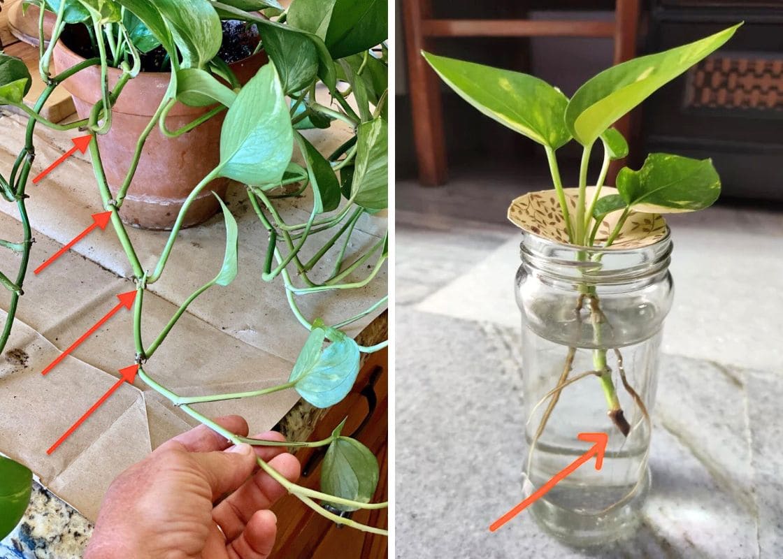 Why Your Pothos Cuttings Aren’t Rooting and How to Fix It