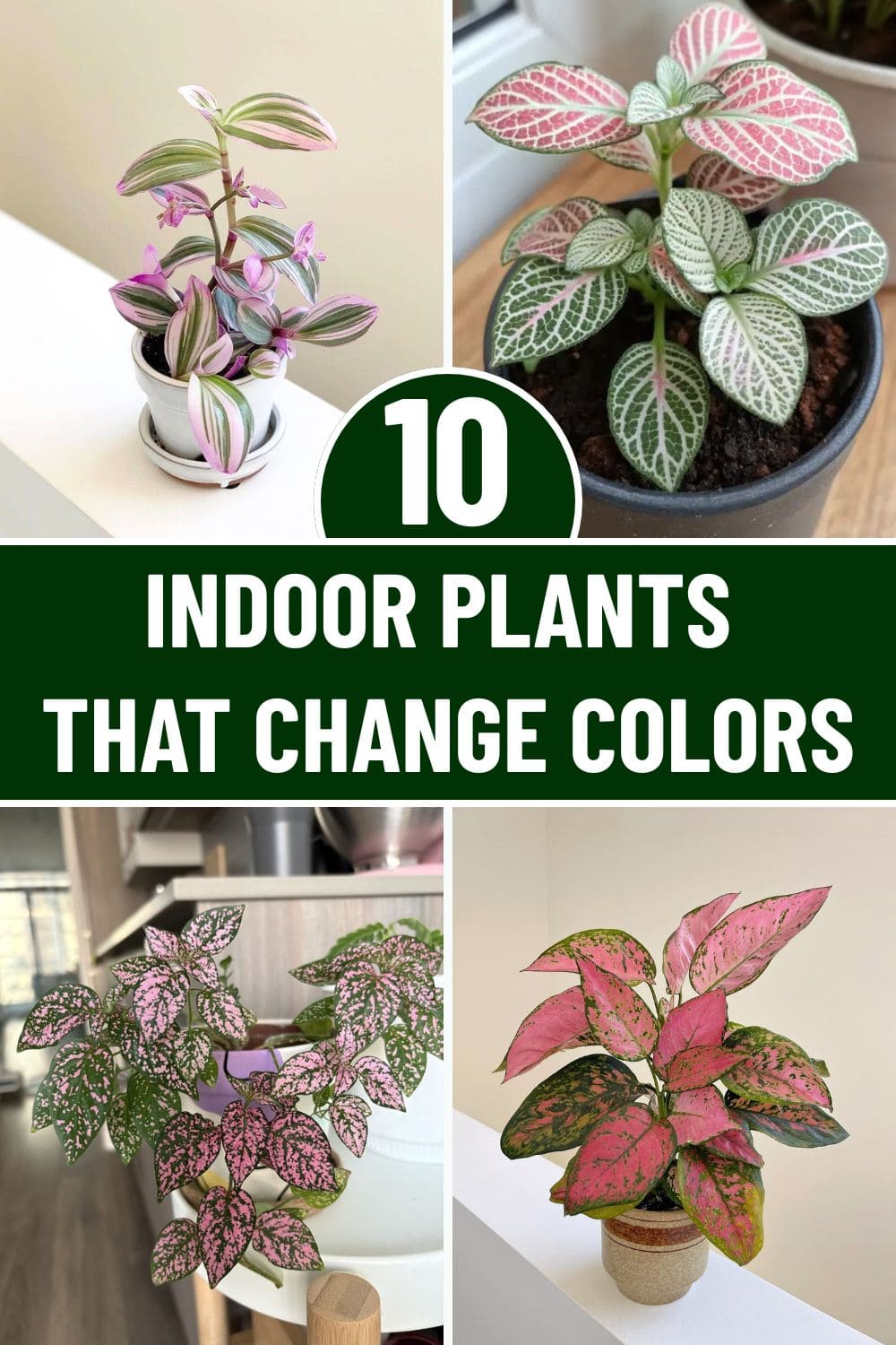 10 Stunning Indoor Plants That Change Colors