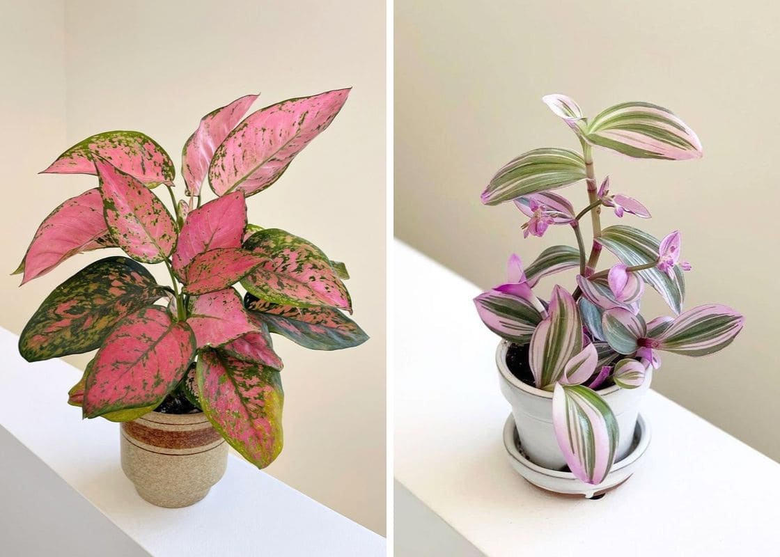 10 Stunning Indoor Plants That Change Colors