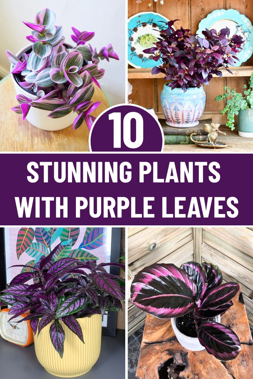 10 Stunning Plants With Purple Leaves for a Bold Garden