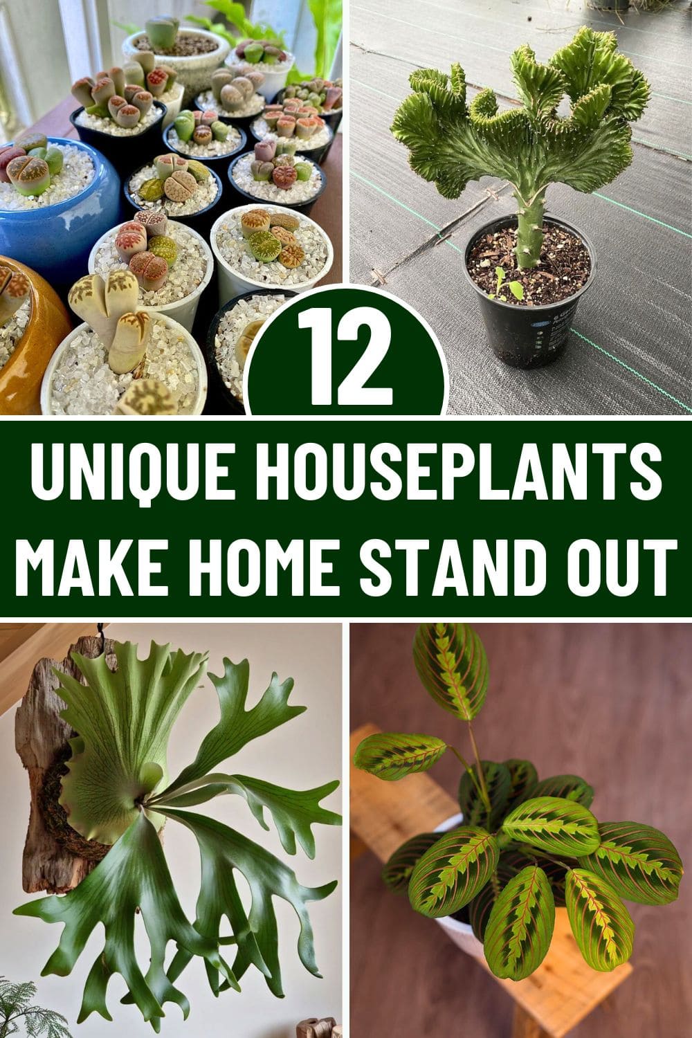 12 Unique Houseplants That Will Make Your Home Stand Out