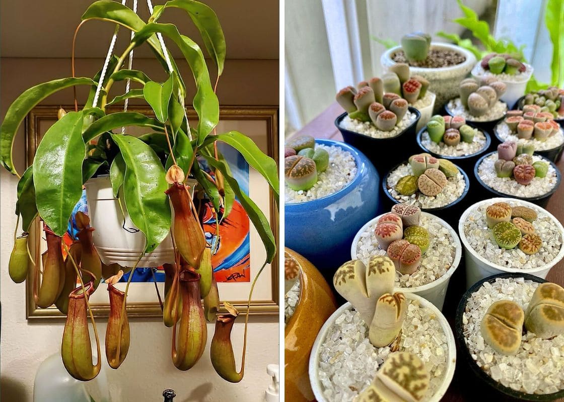 12 Unique Houseplants That Will Make Your Home Stand Out