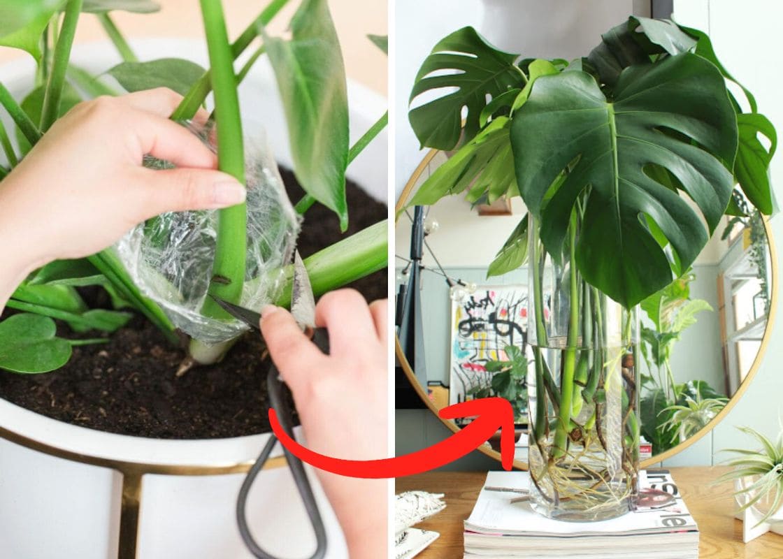 4 Easy Steps to Grow Monstera in Water Successfully