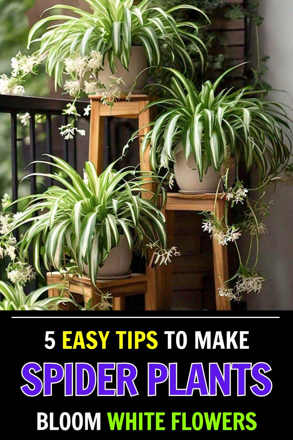 5 Easy Tips to Get Your Spider Plant to Flower