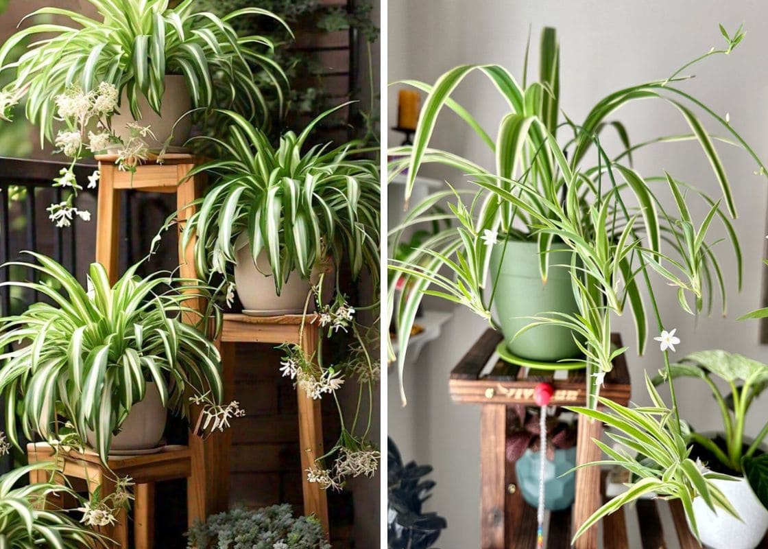 5 Easy Tips to Get Your Spider Plant to Flower
