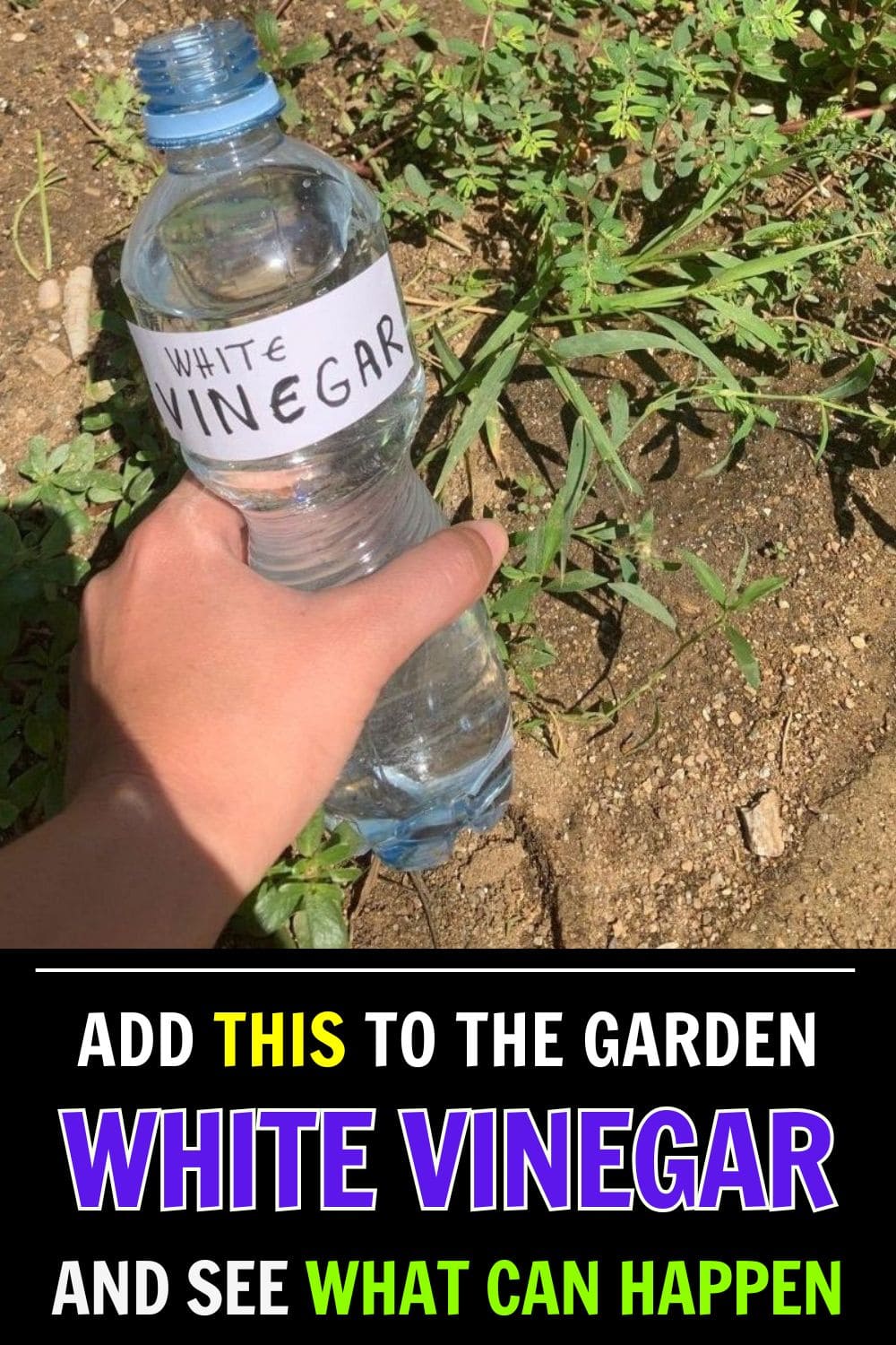 If You Use Vinegar in the Garden, Here’s What Can Happen