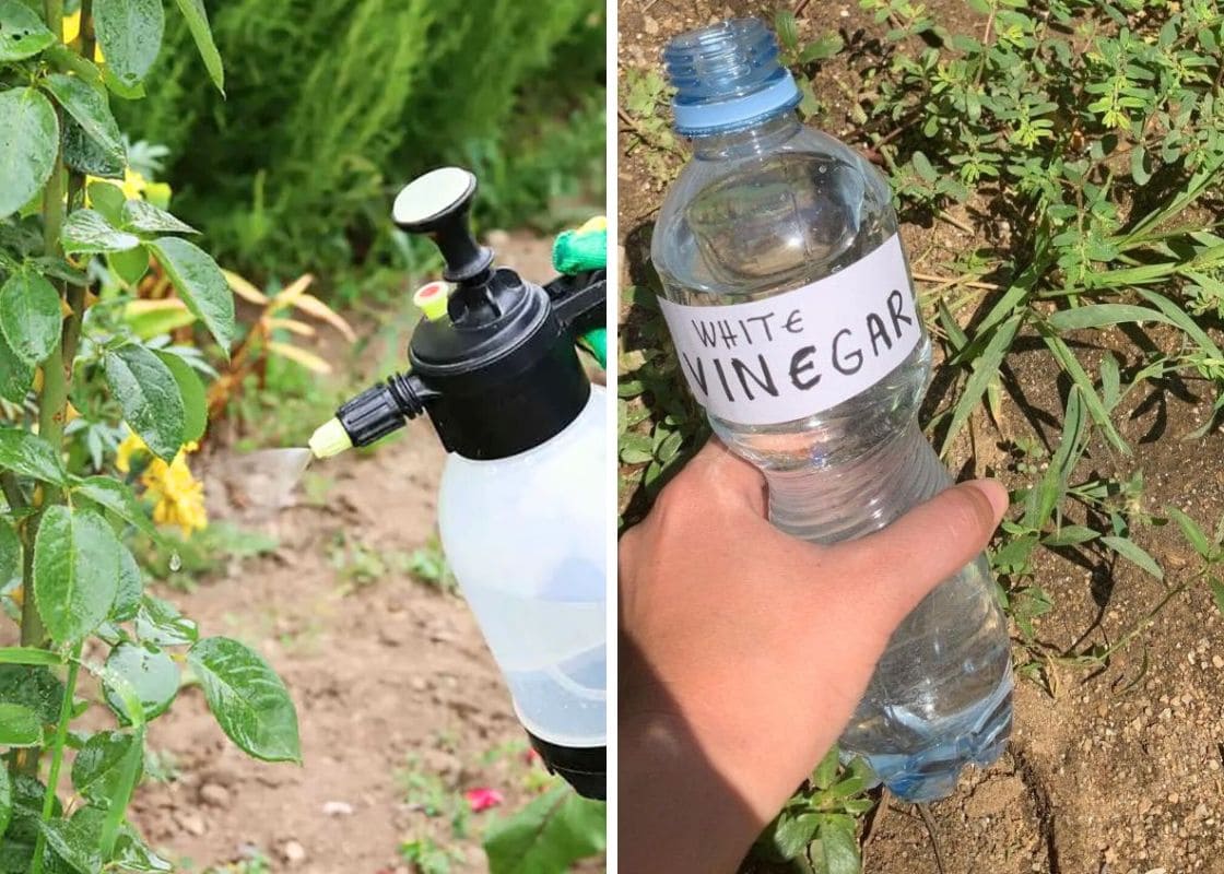 If You Use Vinegar in the Garden, Here’s What Can Happen