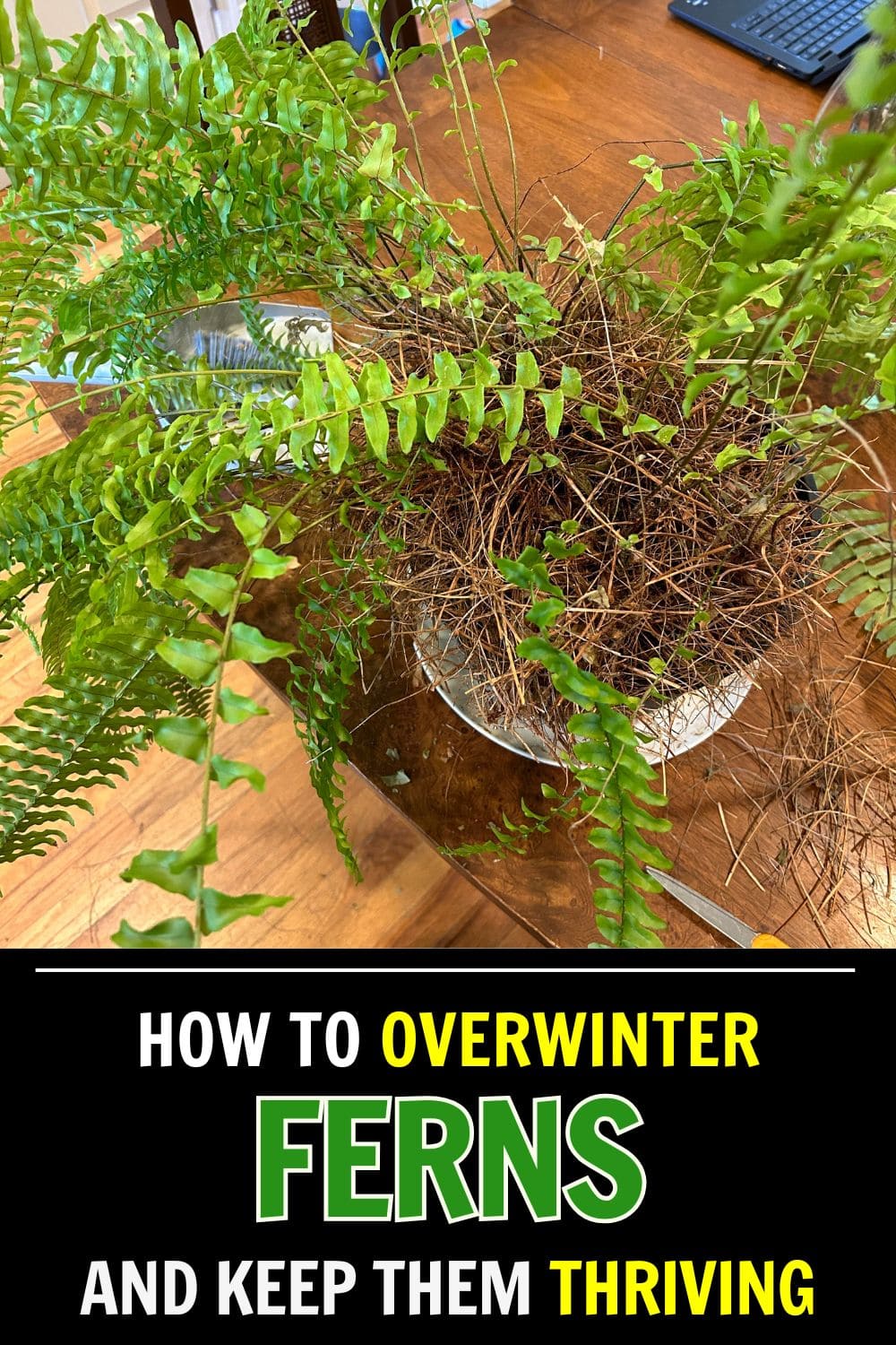 How to Overwinter Ferns and Keep Them Thriving