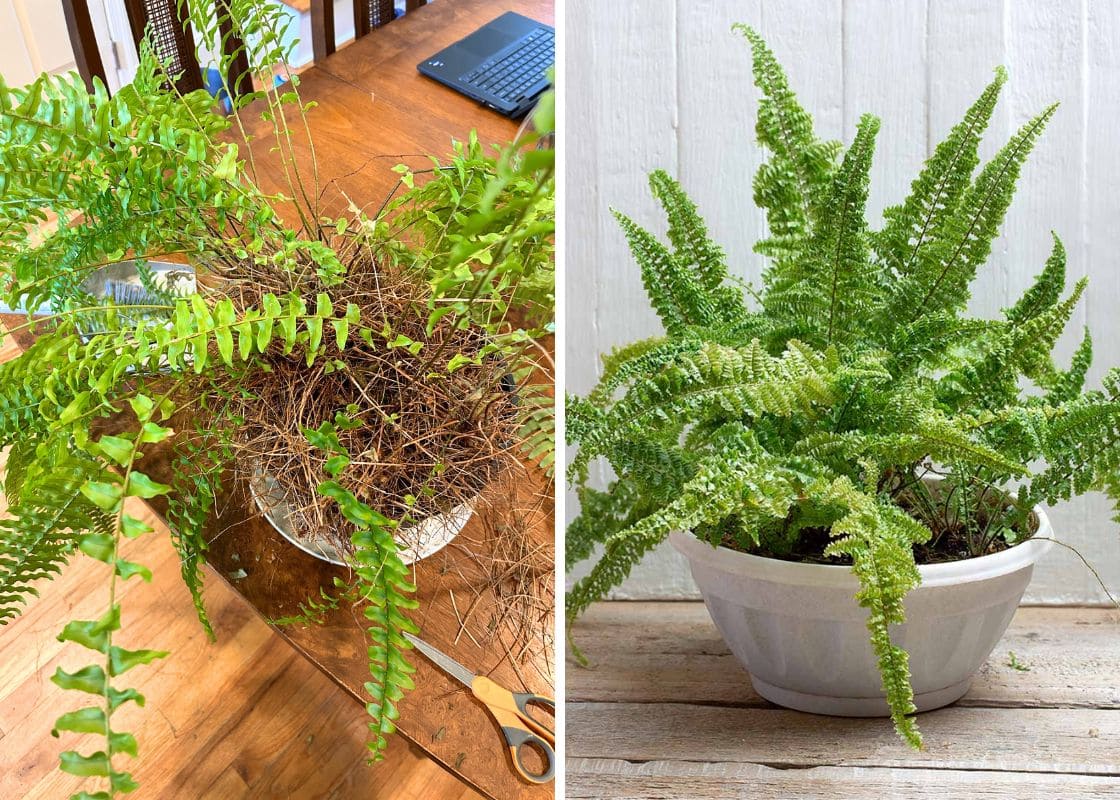 How to Overwinter Ferns and Keep Them Thriving