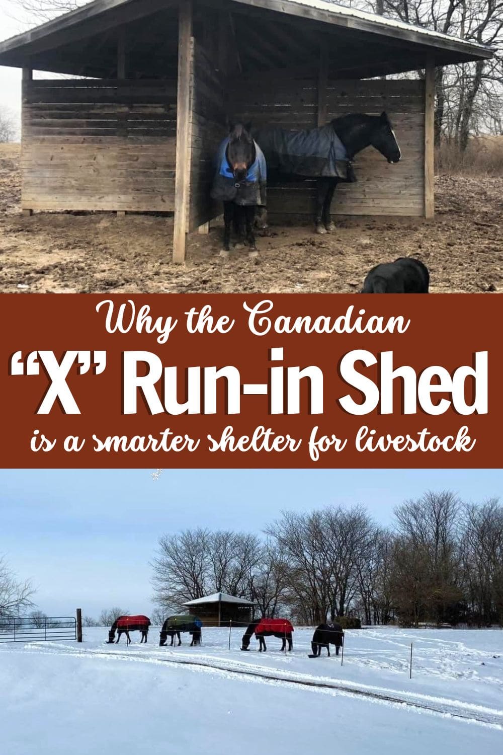 Why the Canadian “X” Run-In Shed is a Smarter Shelter for Livestock