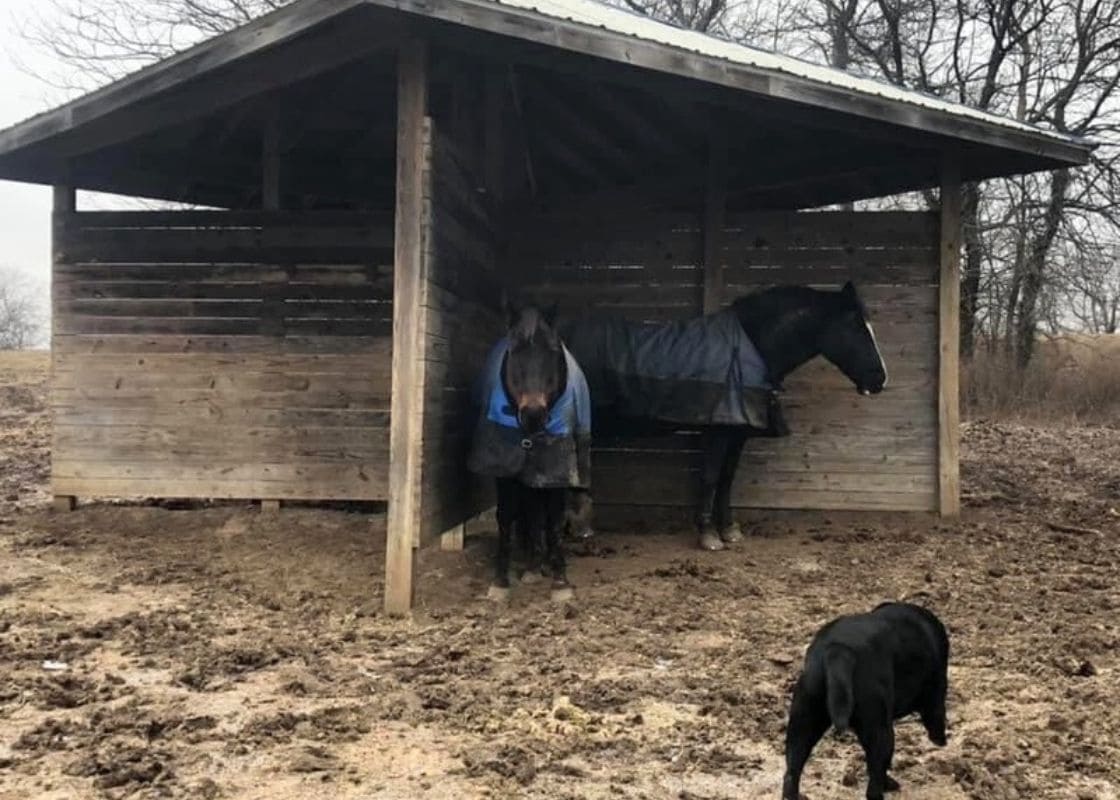 Why the Canadian “X” Run-In Shed is a Smarter Shelter for Livestock