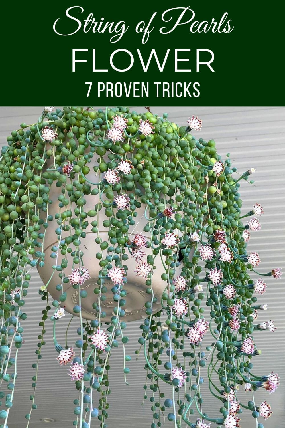 7 Proven Tricks to Make Your String of Pearls Flower